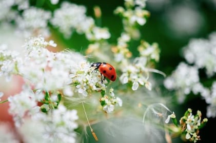 EXPOSITION "INSECTES, UNE EXTRAORDINAIRE DIVERSITÉ"