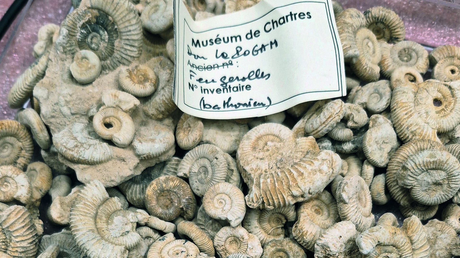 Jeudis de l'archéologie – Histoire du Muséum d’histoire naturelle de Chartres : les collections paléontologiques