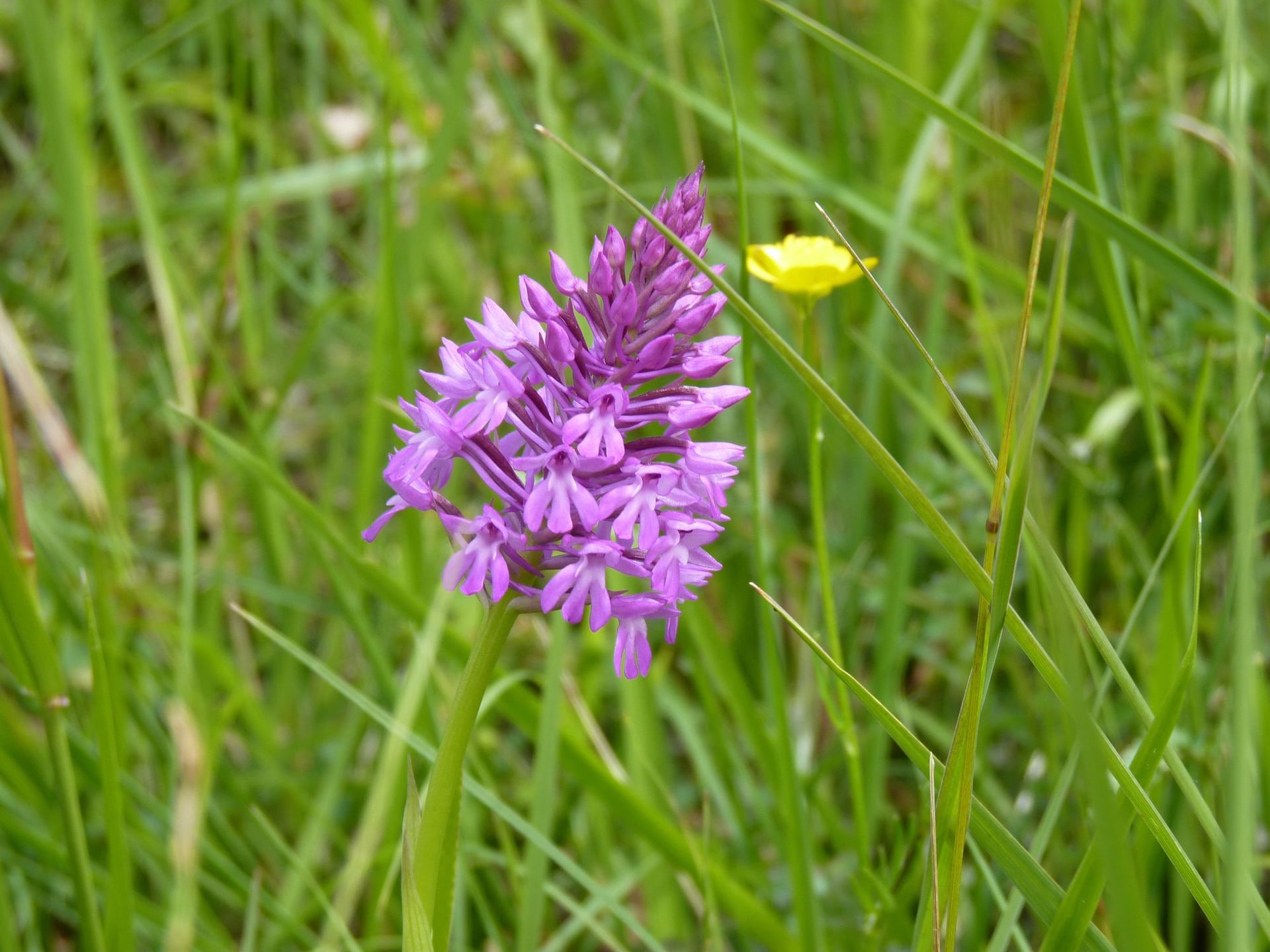 Balade nature et poésie sur les coteaux de Cadillon