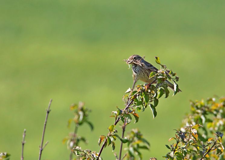 Sortie ornithologique sur la plaine de Coucut