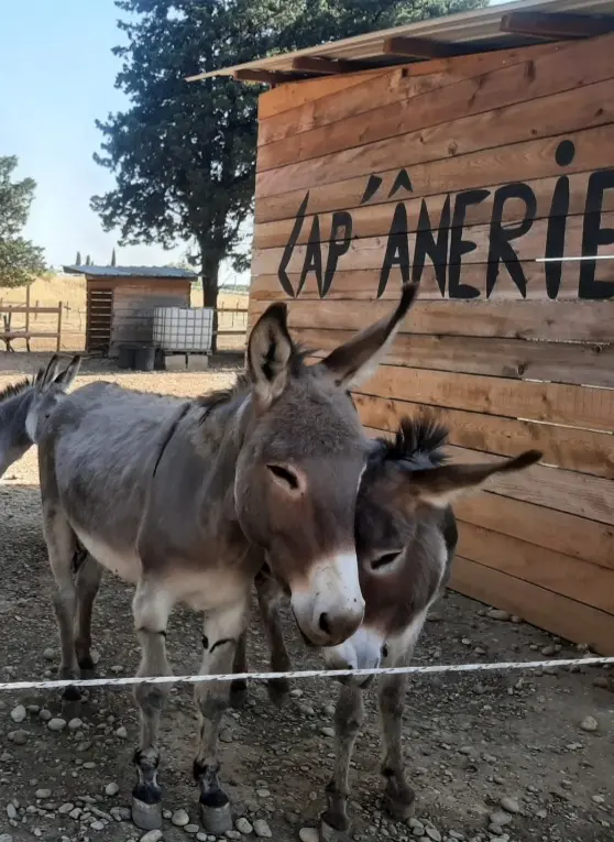 Visite à la ferme à Lap'ânerie