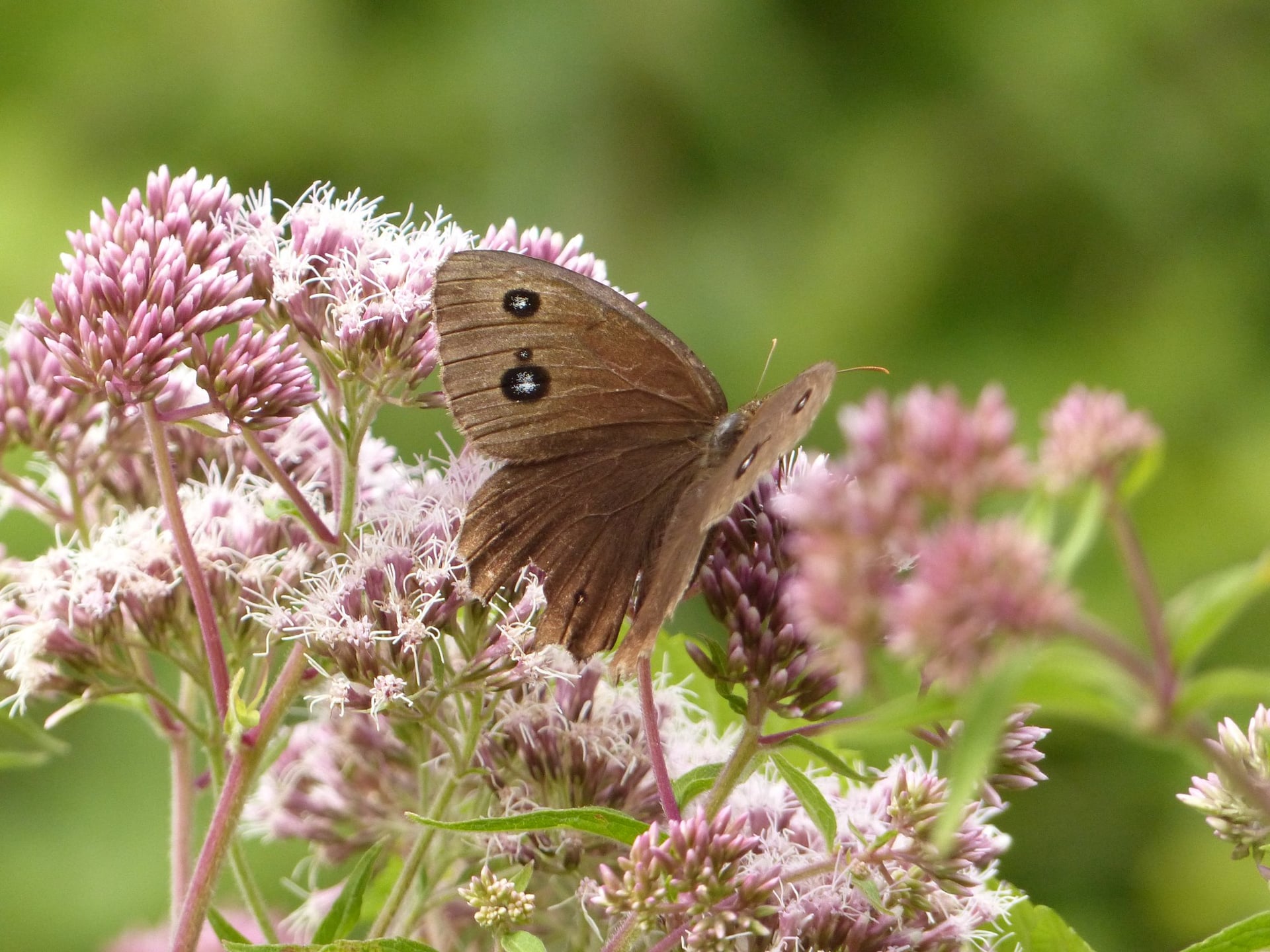 Les papillons de la réserve