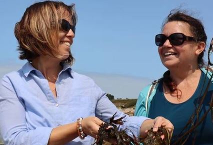 Découverte des algues