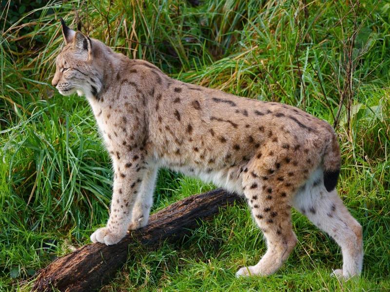 Ciné-débat : Le retour fragile du Lynx