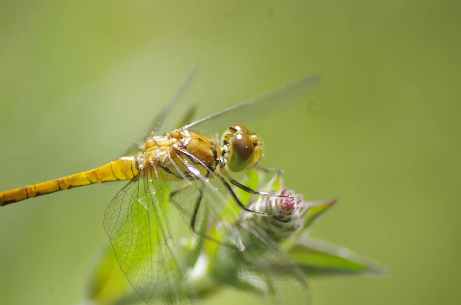 Sortie nature : Libellule ou demoiselle ?