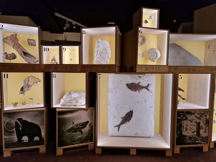 Trésors et biodiversité - Exposition itinérante du muséum d'histoire naturelle de Nantes