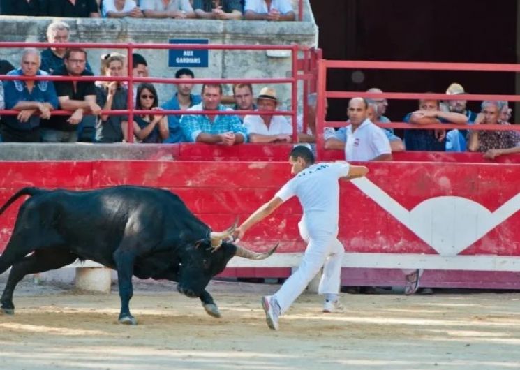 Course Camarguaises – Trophée Niveau Avenir à Fourques