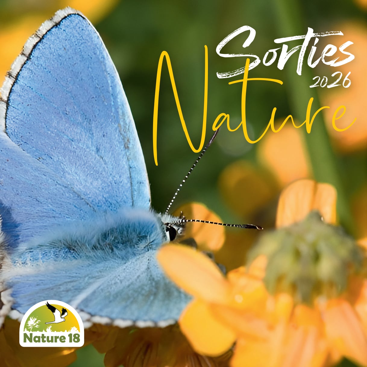 Sortie Nature : Découverte des pollinisateurs