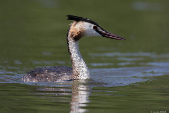 Balade naturaliste : "Mue d’automne"