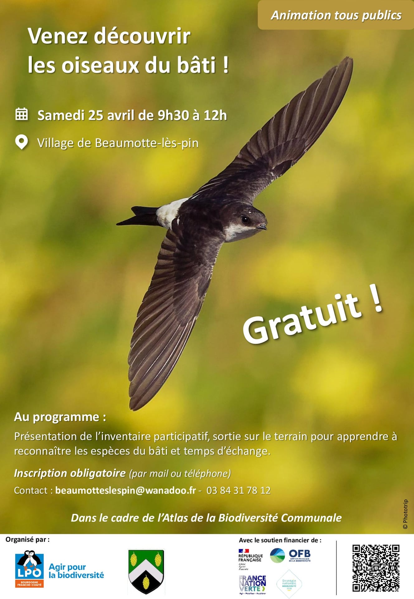 A la découverte des oiseaux du bâti