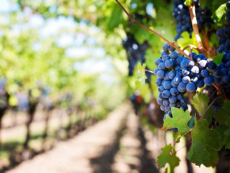Cave ouverte au Bourg de Paille