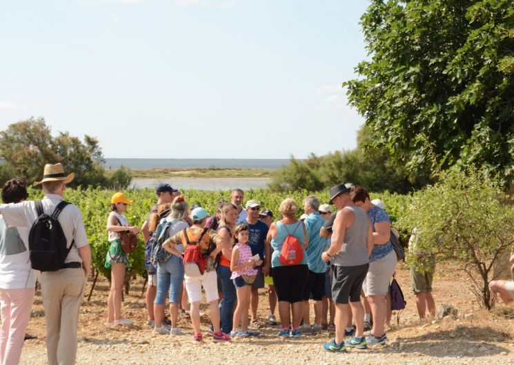 BALADE VIGNERONNE