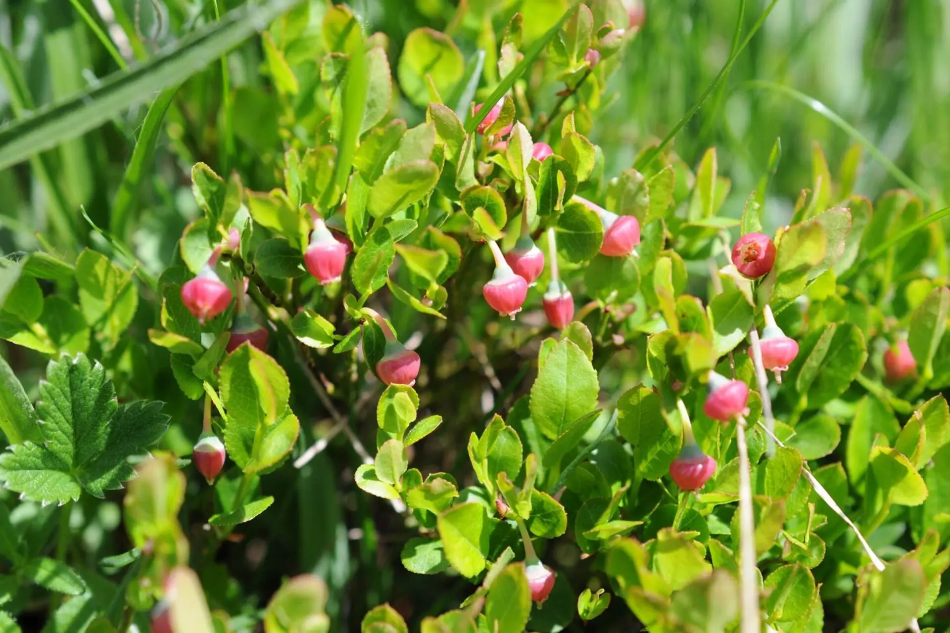 Atelier scientifique : Floraison d'altitude