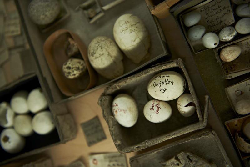 Atelier : Quel œuf !