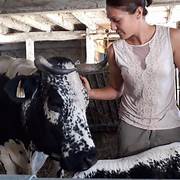 Marché de producteur à la ferme de Rosalie