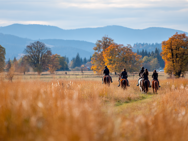 Chasse au renard : rencontre automnale
