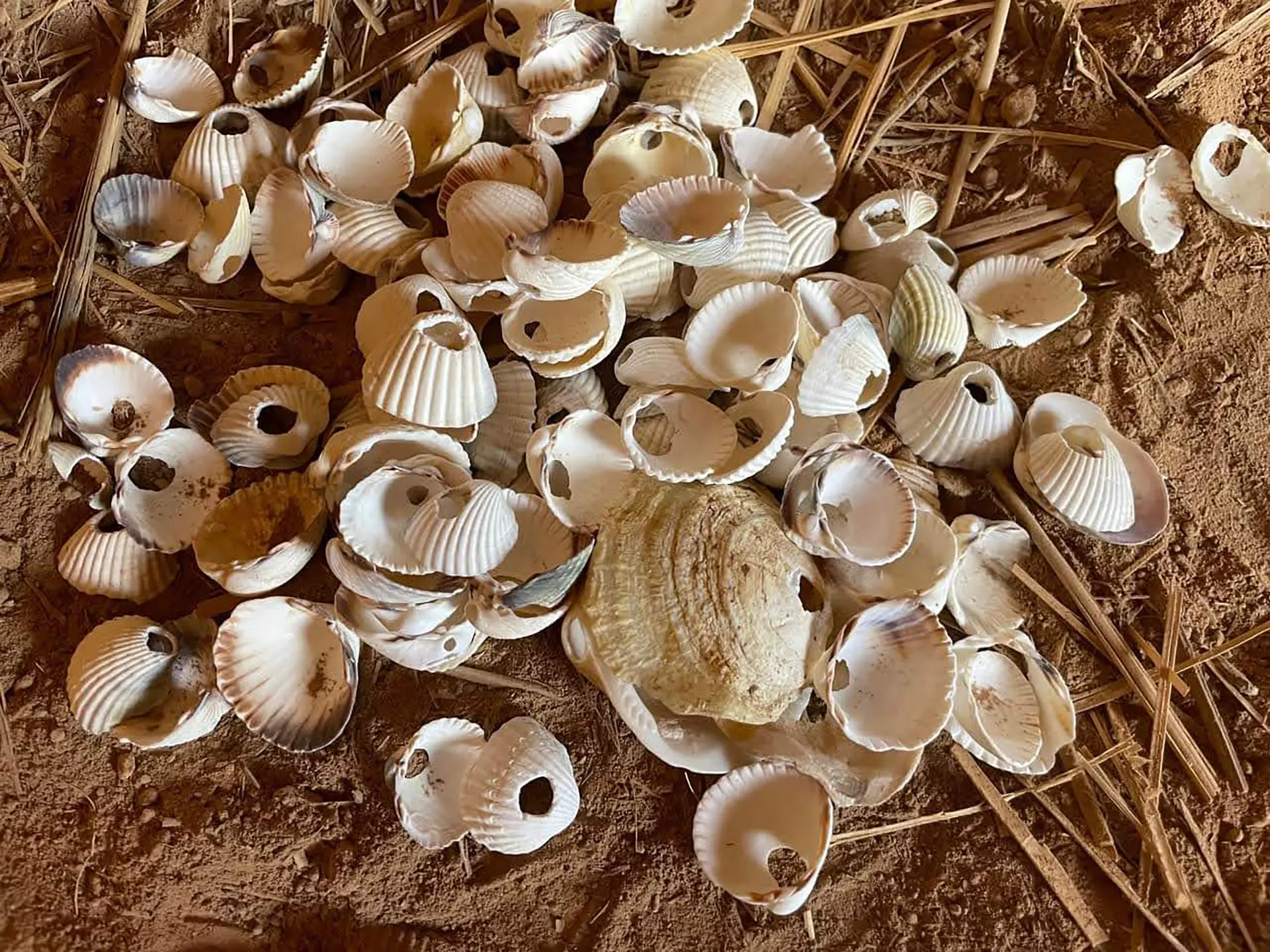Cet été cap sur la Préhistoire : Atelier Parure