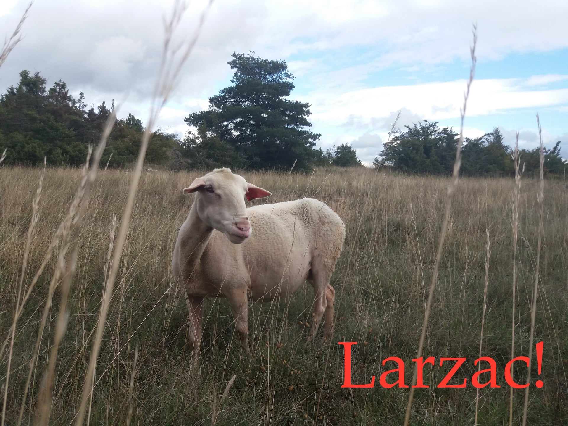 Larzac - Cie 13.36