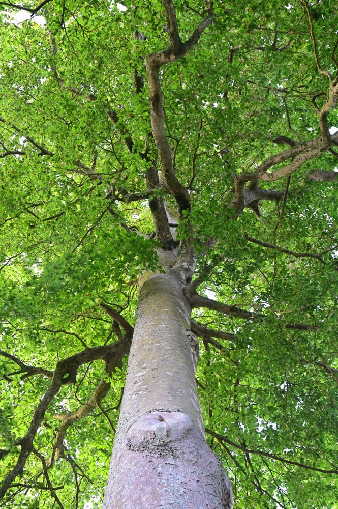 Visite guidée « Histoires d’arbres »