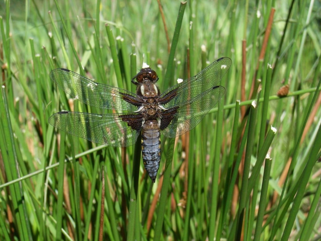 Tourbière et zones humides