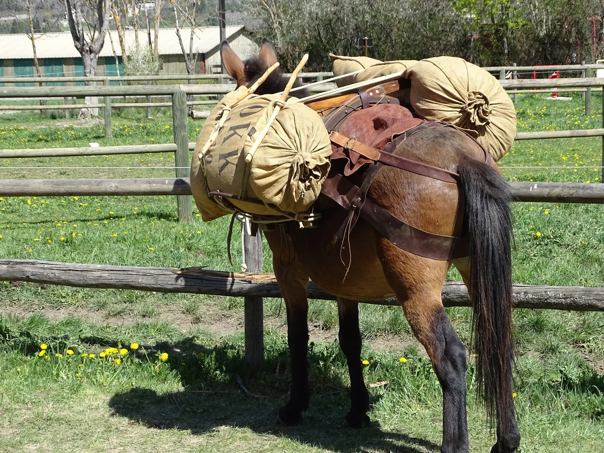 Mules en Seyne, Concours de bâtage et Jeux muletiers