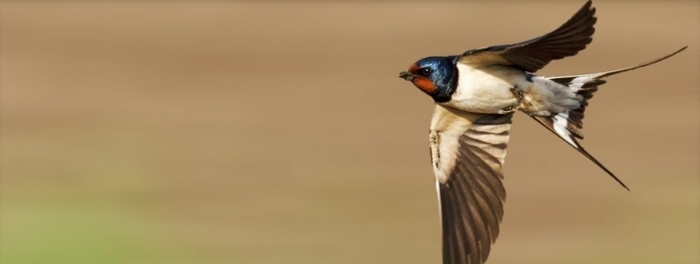 Fabriquer un nichoir à hirondelles