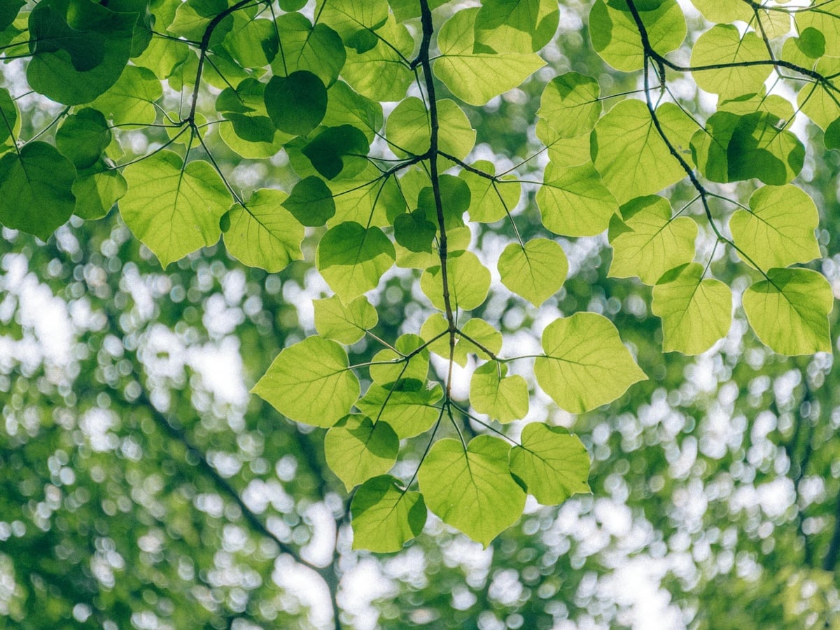 "Musique verte" au parc l'Evêque ENS