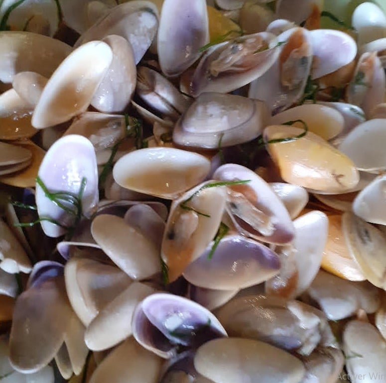 Sortie Nature avec Monsieur Jean- « Dis-moi…tellines »