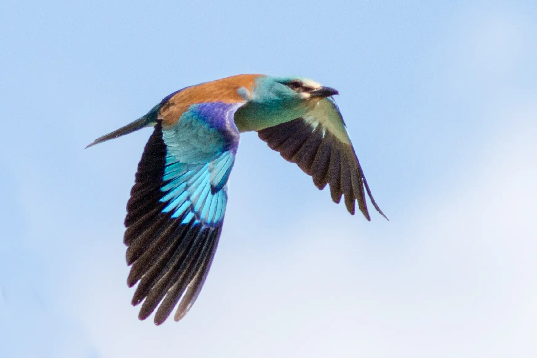 Sortie ornithologique : La danse de l'oiseau bleu