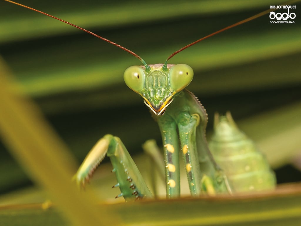 Atelier - Les insectes et leurs super-pouvoirs