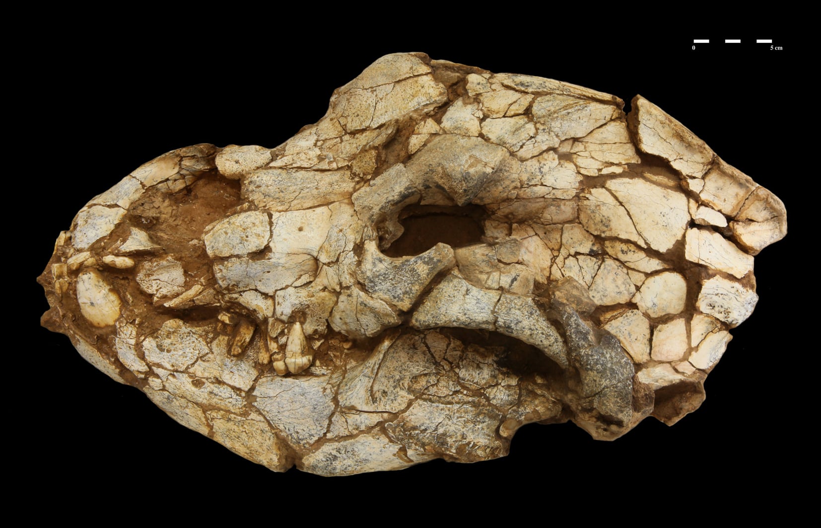 DES OBJETS ARCHEOLOGIQUES SORTENT DES RESERVES ARCHEOLOGIQUES A TAUTAVEL