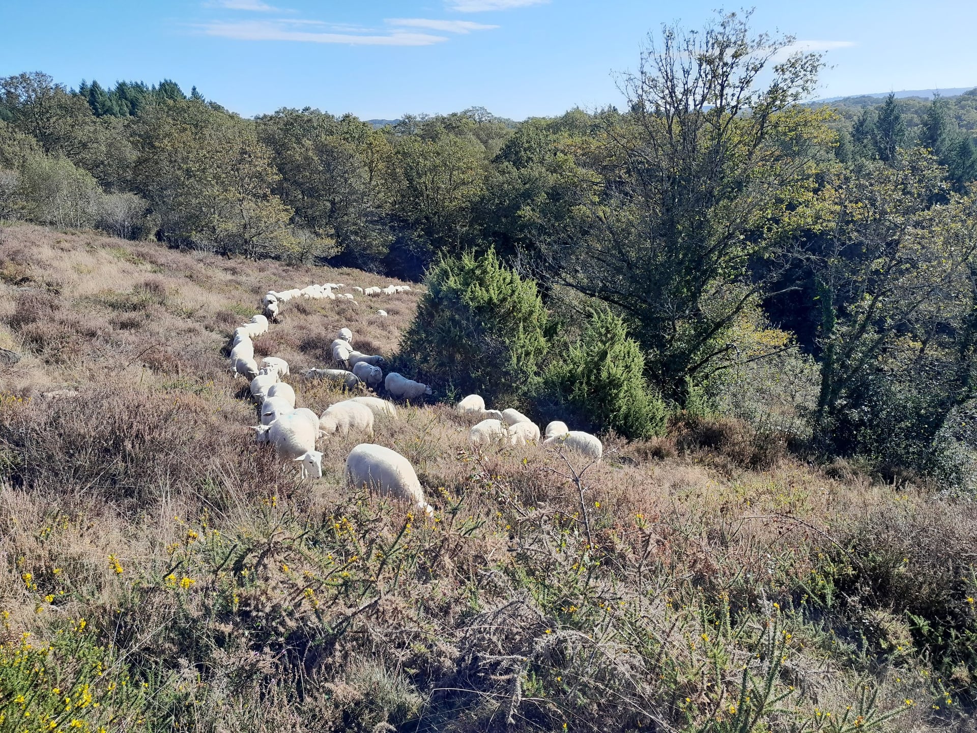 Transhumance : randonnée avec les chèvres de lande à lande