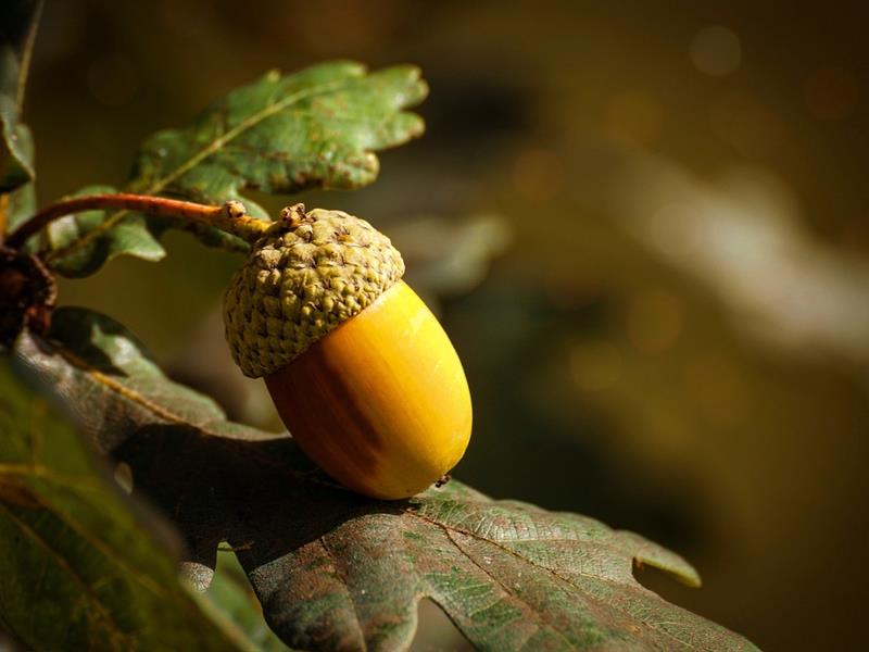 Hêtres, chênes, charmes, merisiers et autres aubépines
