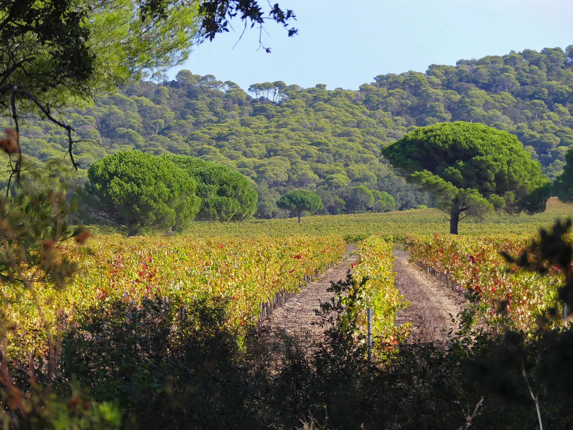 Point rencontre : Les multiples connexions du vivant (Porquerolles)