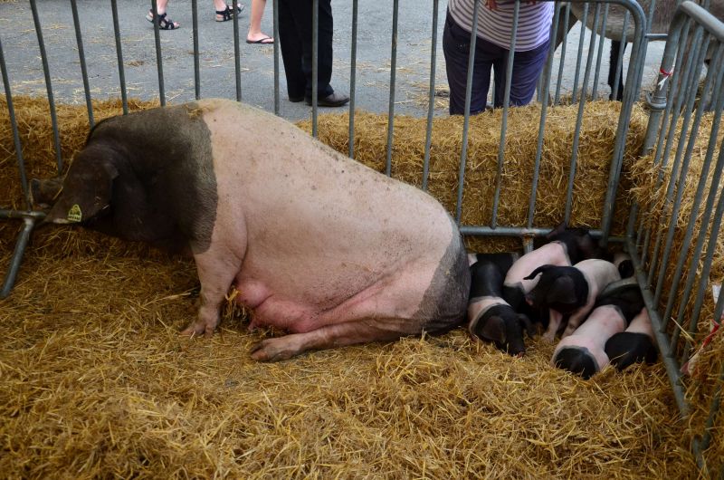 A la rencontre de la Ferme Serbielle