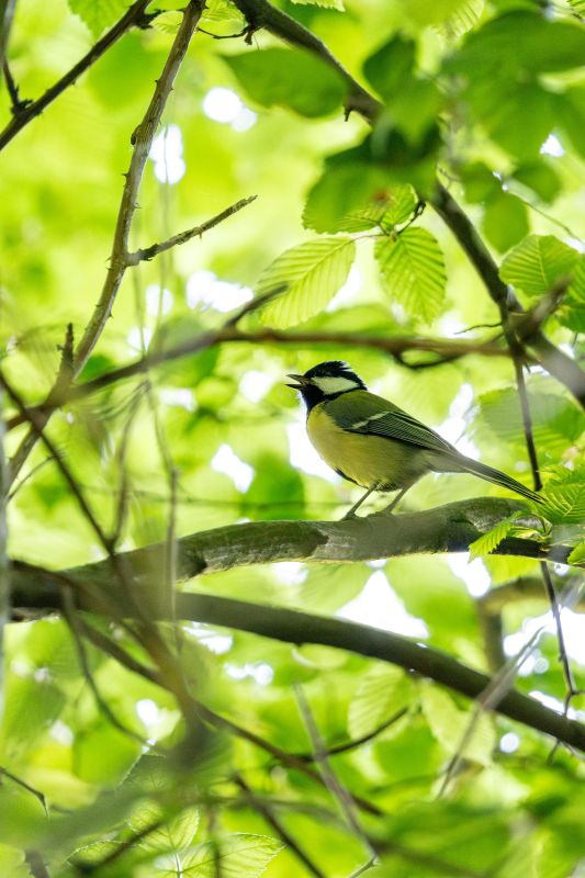Été actif - Les oiseaux de la forêt et leurs chants.