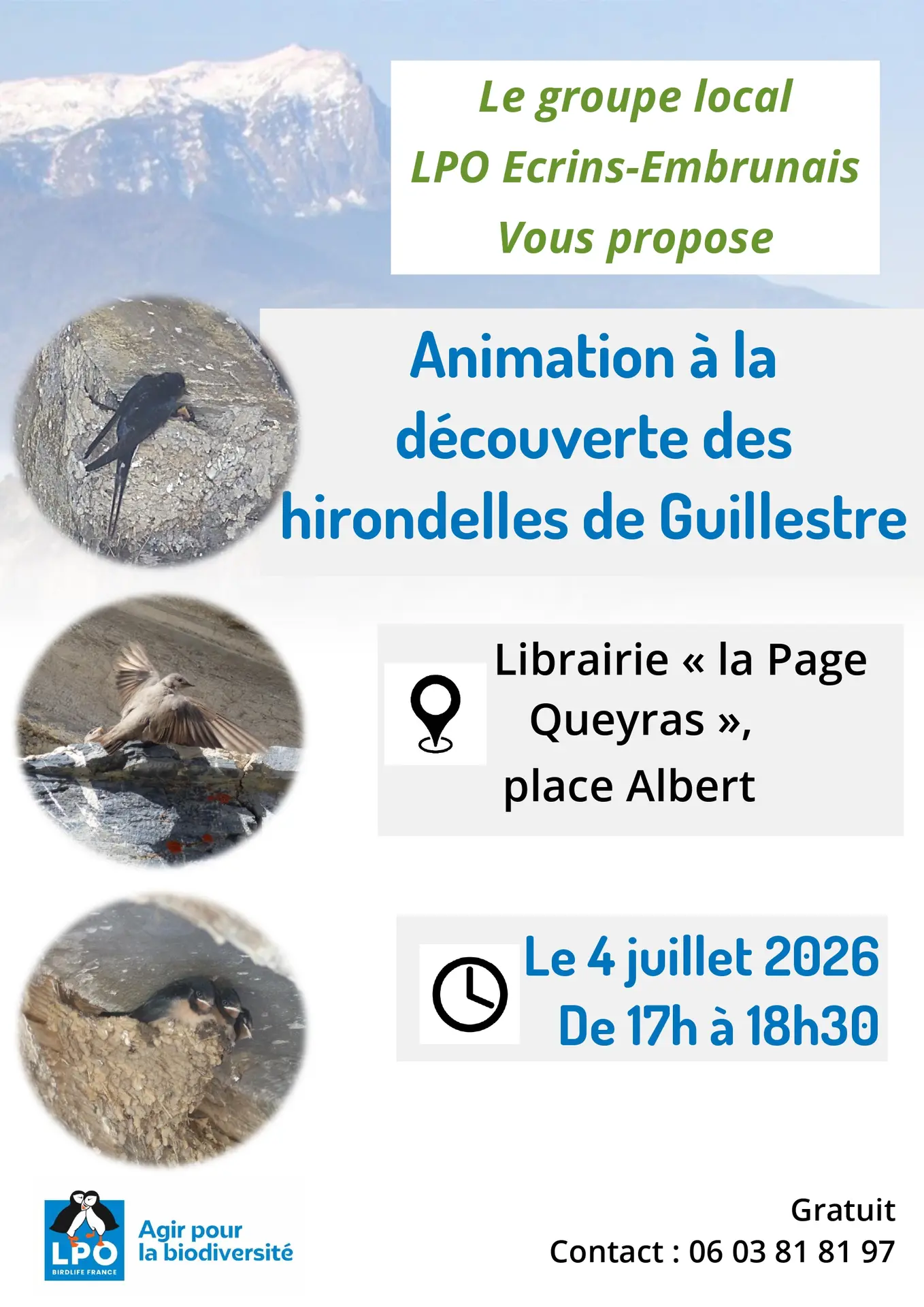Hirondelles et martinets à Guillestre