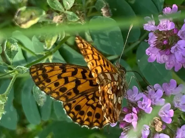 Anim'été au Musée Promenade - L'envol des papillons