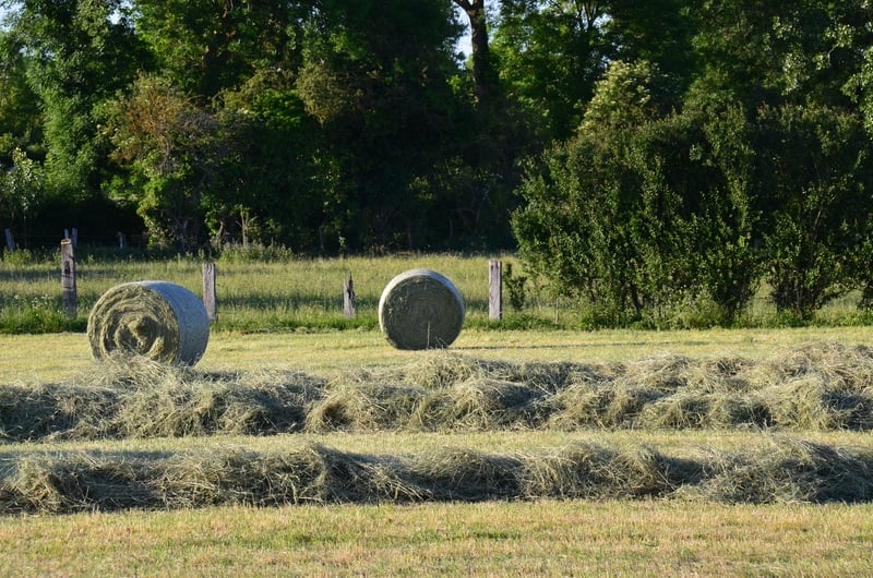 Fête des Foins - 7ème édition