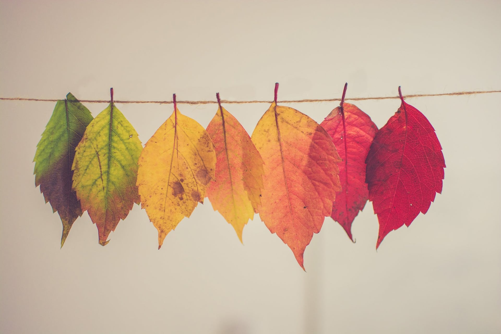 Fête de l'Automne - La Forêt de Demain
