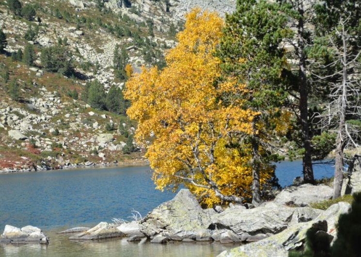 A la découverte de Pandito, l’arbre aux 250 troncs