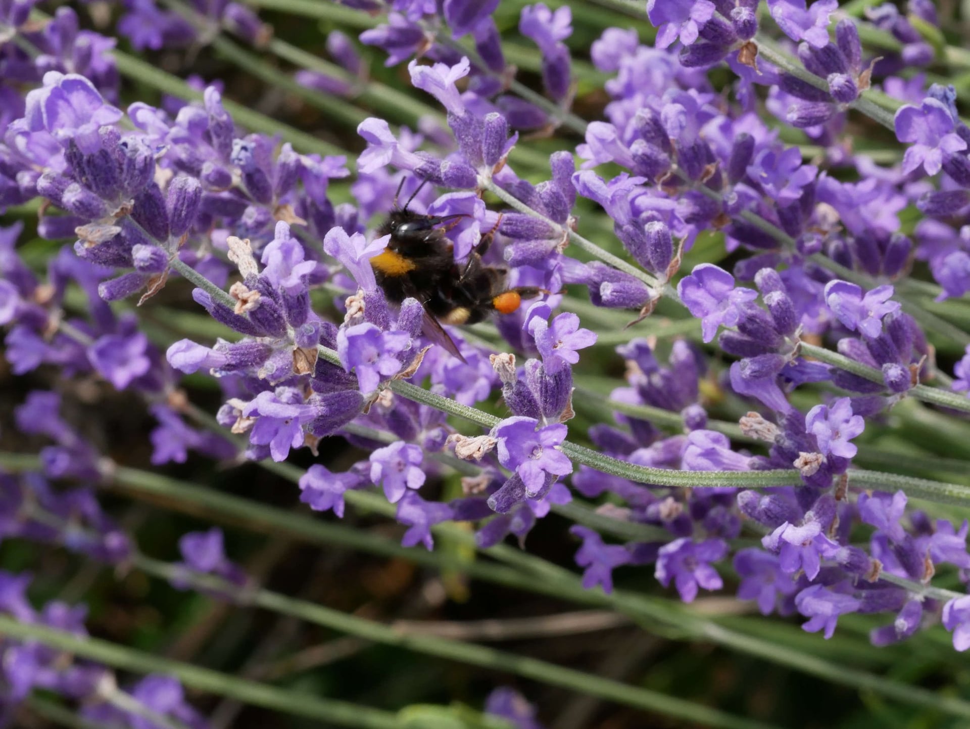 Écrire les sens au jardin : le toucher