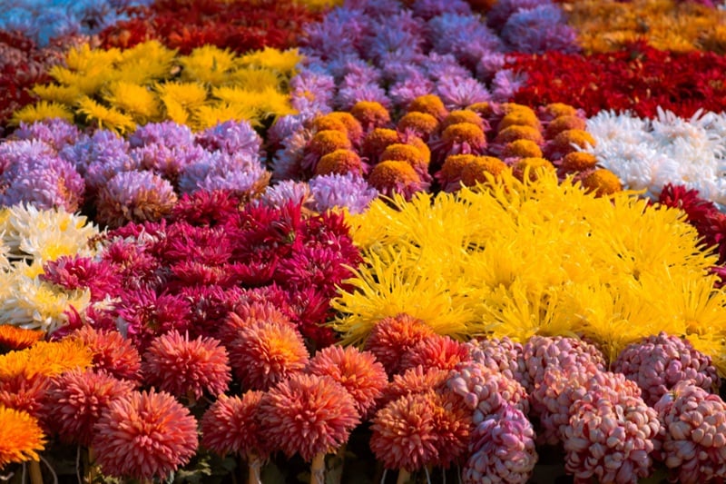 4ème édition de la Fête de la Nature: Saint Cyprien en fleurs