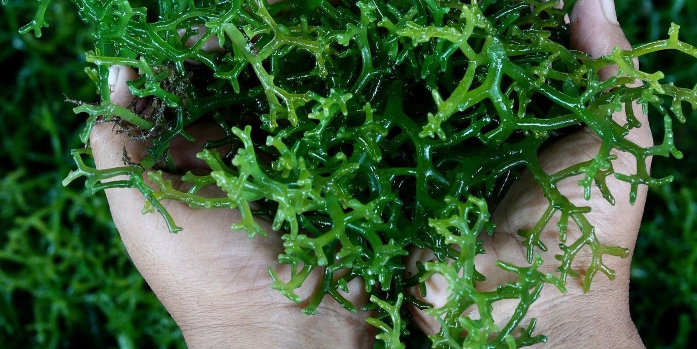 Balade gourmande : les algues comestibles
