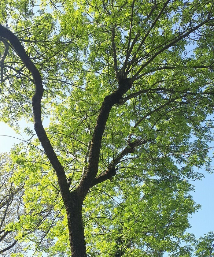Comptage printanier des oiseaux des jardins au Lieu Utile