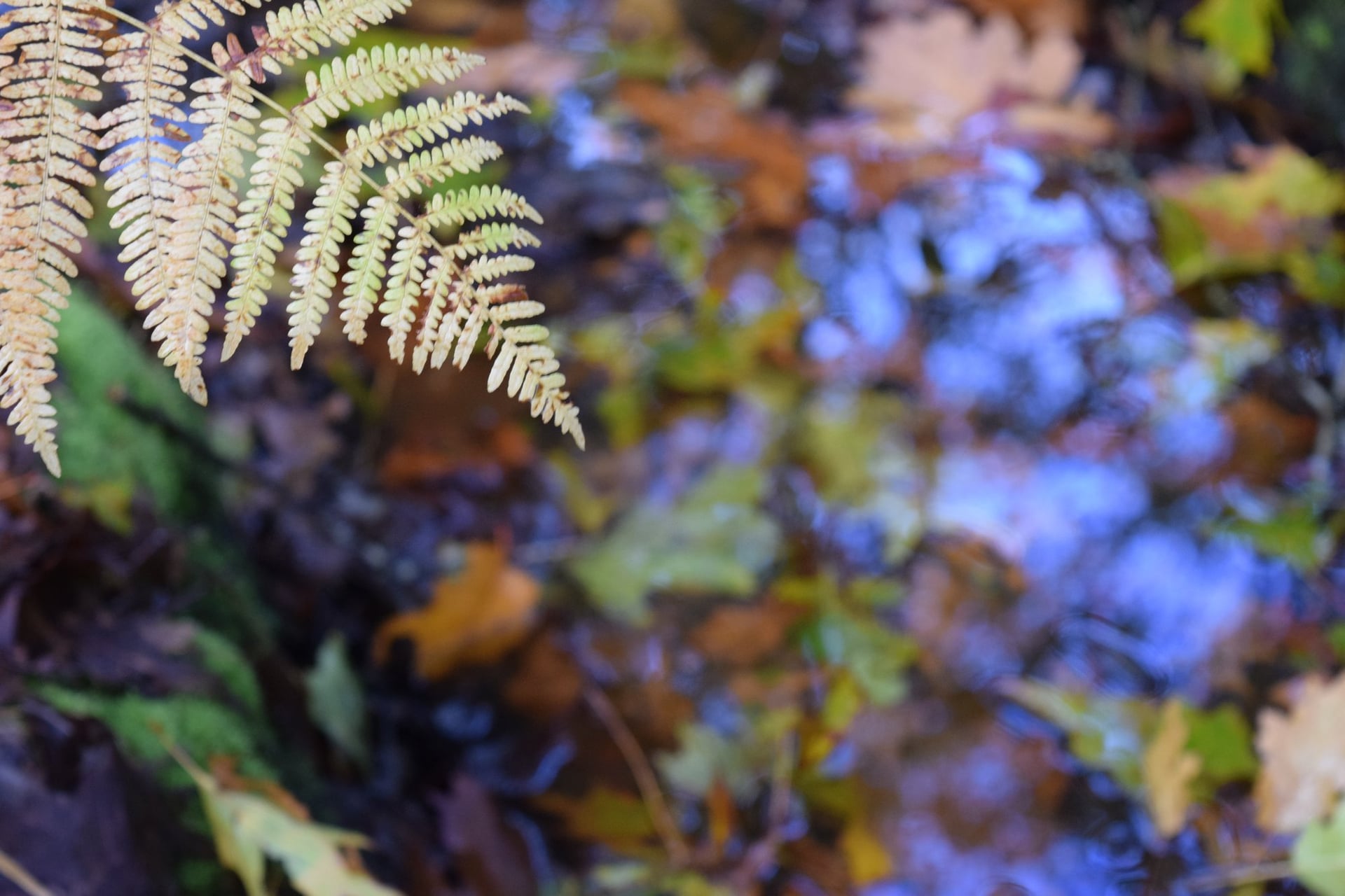 Sortie Nature : Biodiversité en vallée de la Sèvre