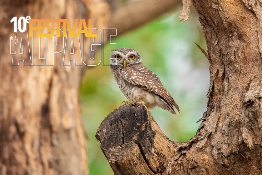 Festival de l'Alpage : A la découverte de la faune crépusculaire