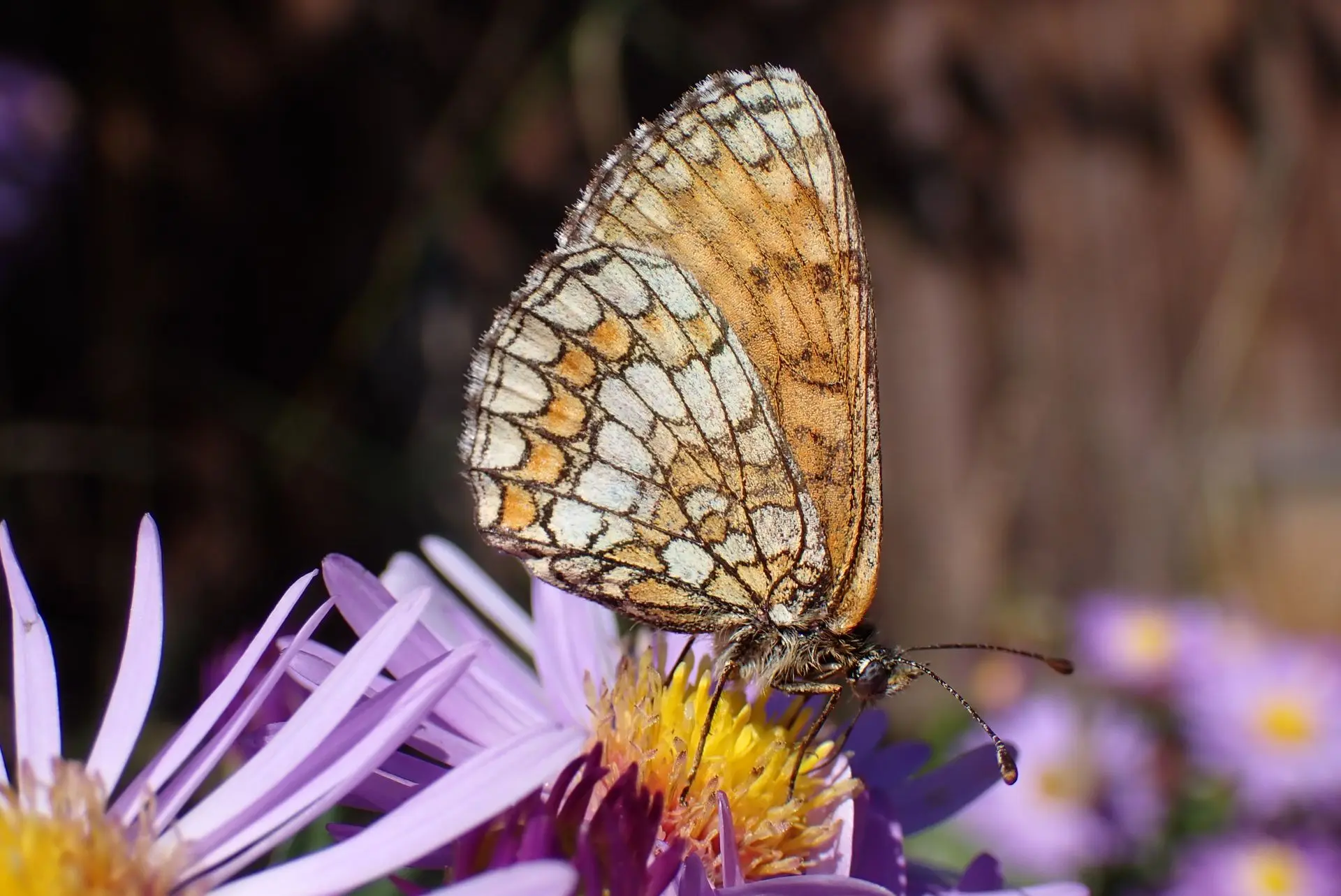 Atelier créatif pour découvrir les papillons