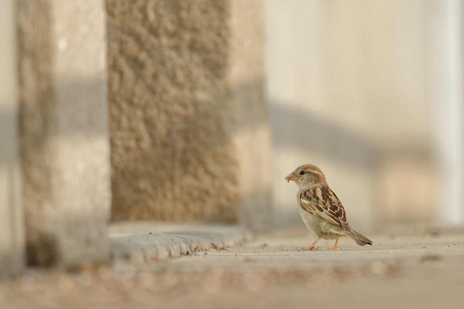 Exposition : Biodiversité et bâti, comment concilier nature et habitat