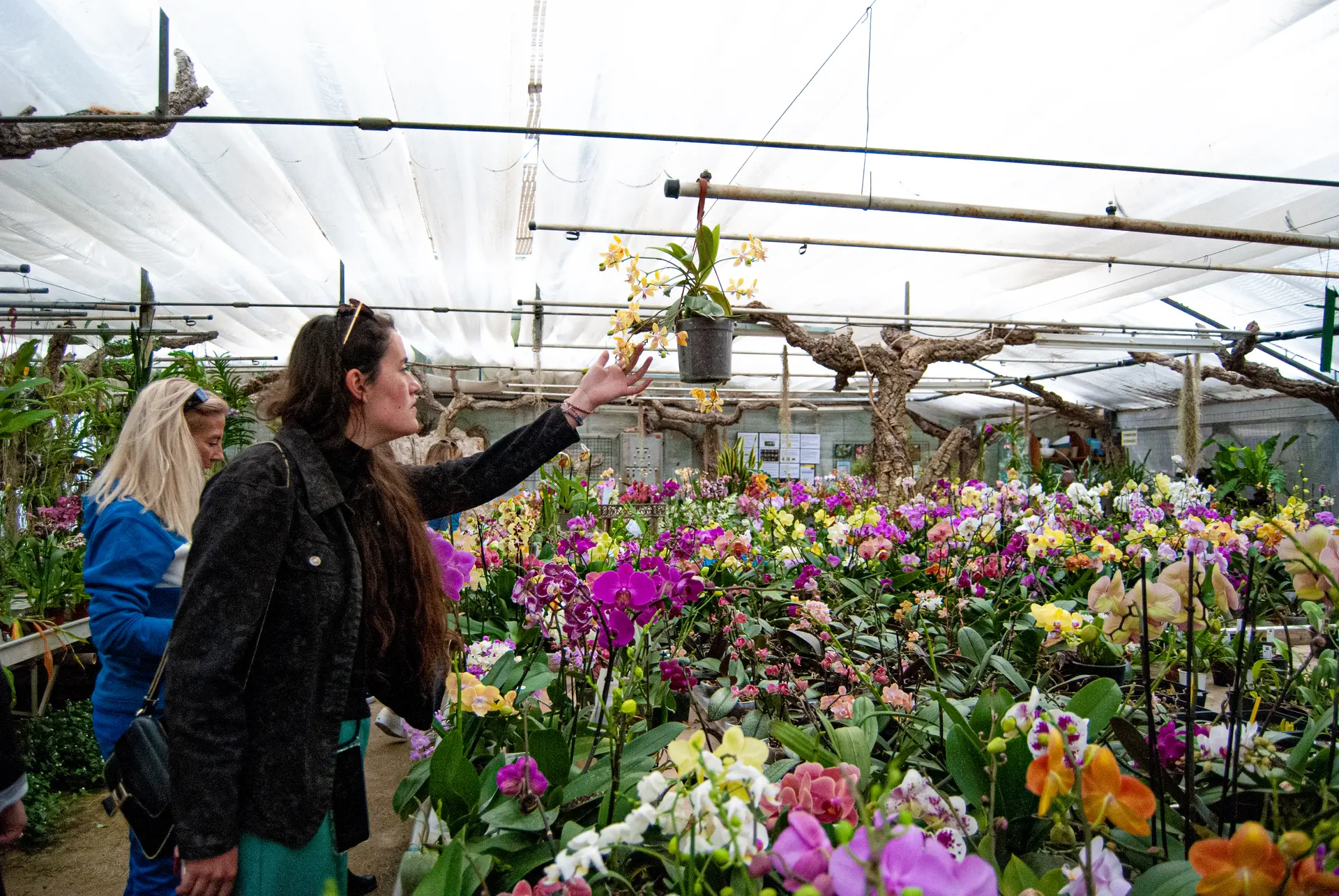 A la découverte du monde magique des orchidées